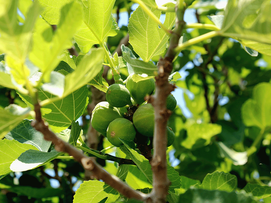 Comment tailler un figuier ?