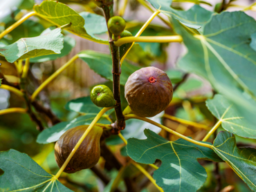 ficus-carica-'brown-turkey'.png