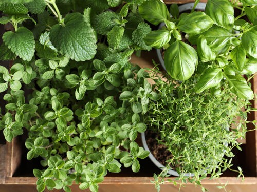 Les plantes aromatiques incontournables en pot ou au potager