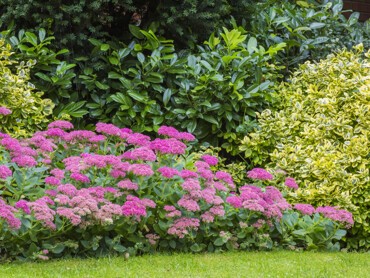 Sedum_plantebasse_massif.jpg