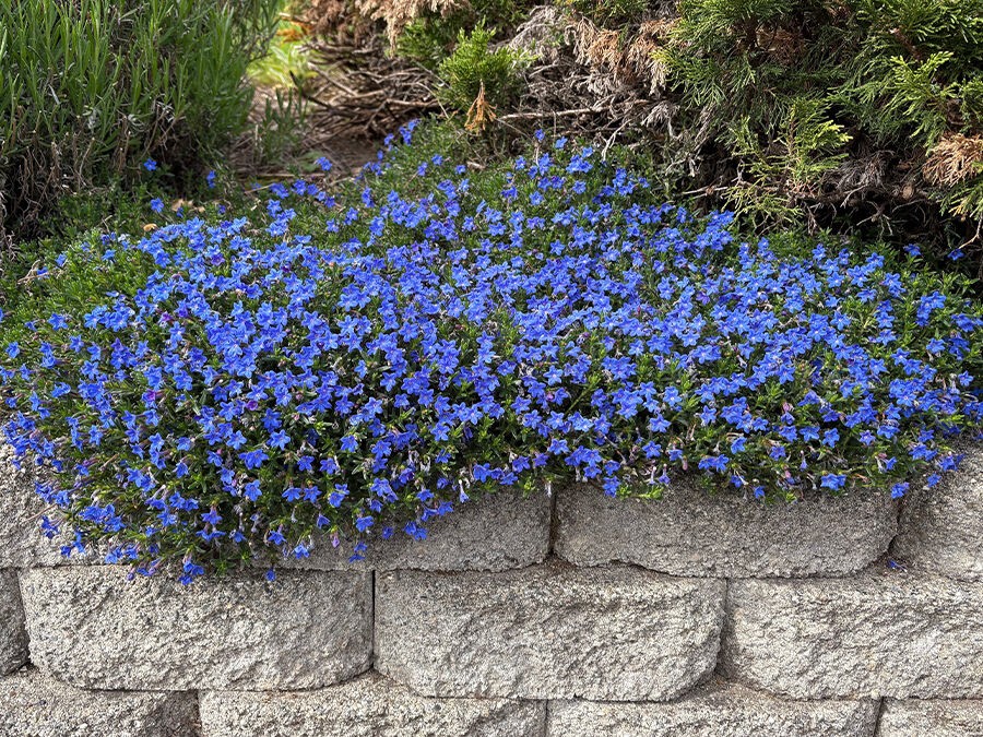 Les meilleurs couvre-sol pour un jardin sans arrosage