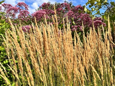 graminée_calamagrostis.jpg