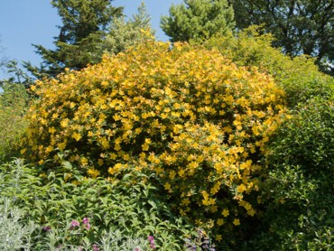 arbuste_Hypericum.jpg