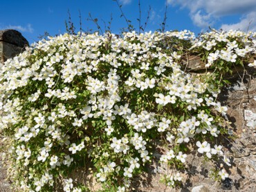 grimpante_Clematis.jpg