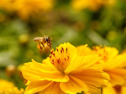33 plantes mellifères pour attirer les abeilles