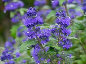 caryopteris.jpg