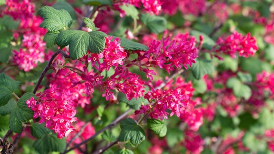 Ribes-sanguineum.jpg