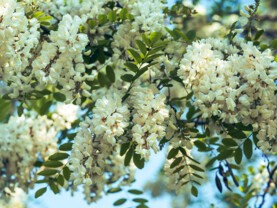 robinier-faux-acacia.jpg