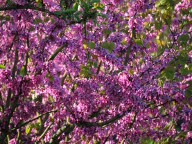L’arbre-de-Judée.jpg