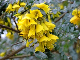 sophora.jpg