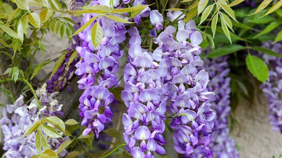 glycine.jpg
