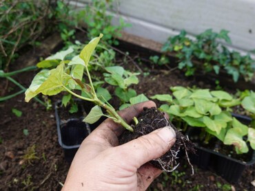 Plant-de-patate-douce.jpg
