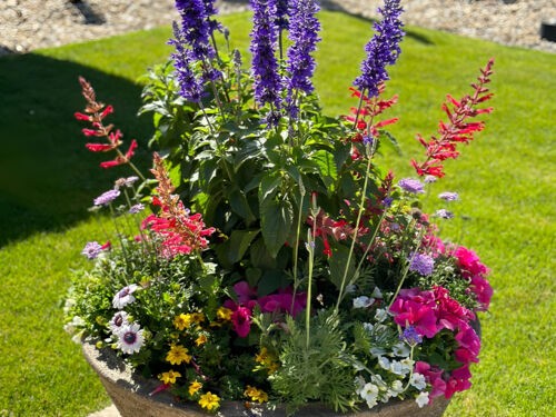 Petites plantes idéales pour une jardinière fleurie en été
