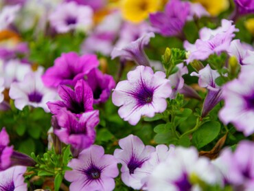 pétunia.jpg