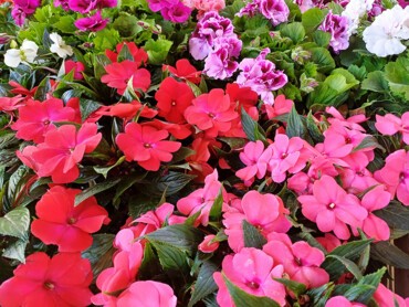 impatiens.jpg