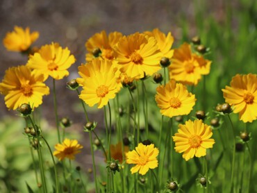 coreopsis.jpg