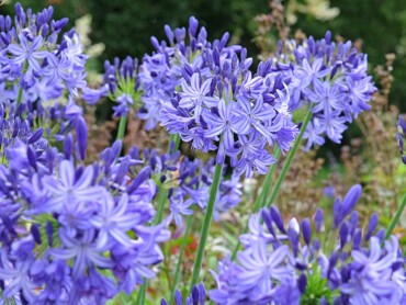 agapanthes.jpg