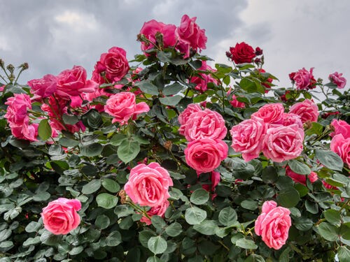 Les Rosiers paysagers : robustes, généreux et faciles à tailler à la cisaille