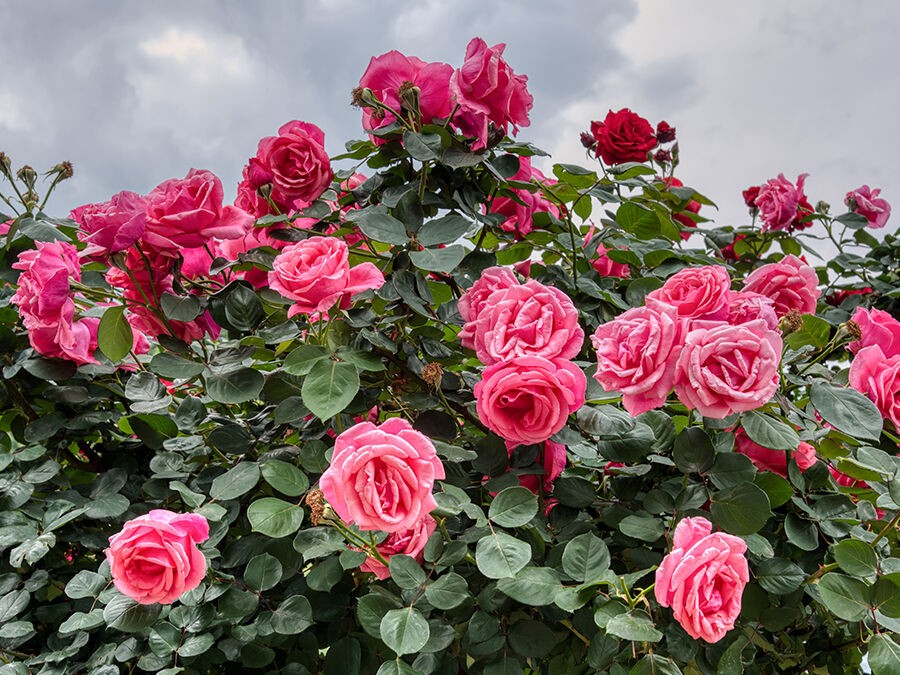 Les Rosiers paysagers : robustes, généreux et faciles à tailler à la cisaille