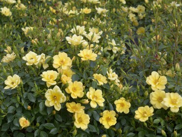 SUNNY-PIN'S.JPG