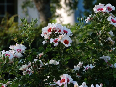 ROSIER-x-ARIA-BABYLON-EYES®-'IPB1265-16'-cov-–-3---©Hortival-Diffusion.JPG