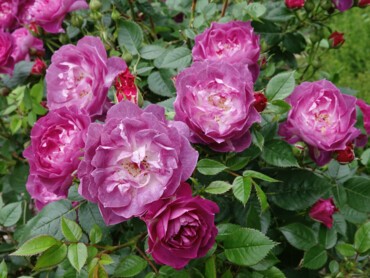 ROSIER LAVENDER POP® 'Wekdieliopa' cov – 5 - ©Hortival Diffusion.JPG