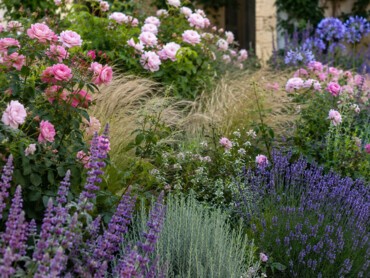 massif-avec-rosiers.jpg
