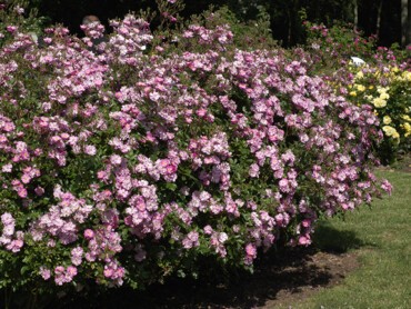 Rosier-paysager-LAVENDER-DREAM®-DSC06_3562.jpg