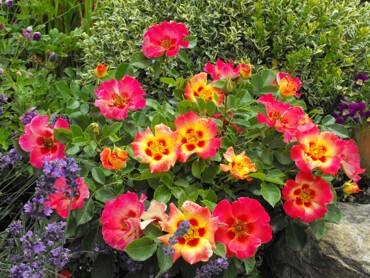 Rosier-paysager-SUNSHINE-BABYLON-EYES®-DSCF2503.jpg