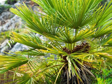 Chamaerops-humilis.jpg