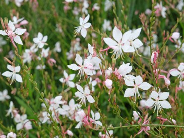 gaura.jpg