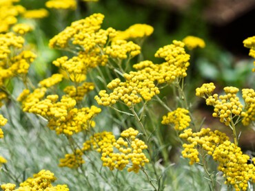 Helichrysum.jpg