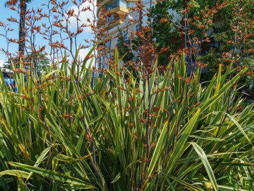 phormium_tenax.jpg
