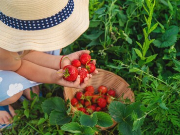 récolte-fraises.jpg