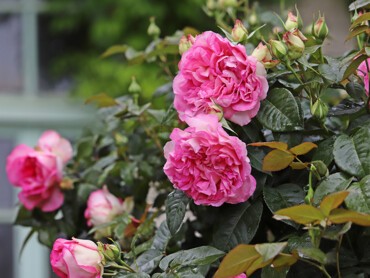 Rose-BORNEO-ODORE®-Clbg-Chopelin.JPG