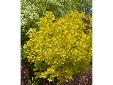 Cotinus-GOLDEN-LADY®.jpg