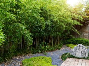 bambous-dans-jardin.jpg