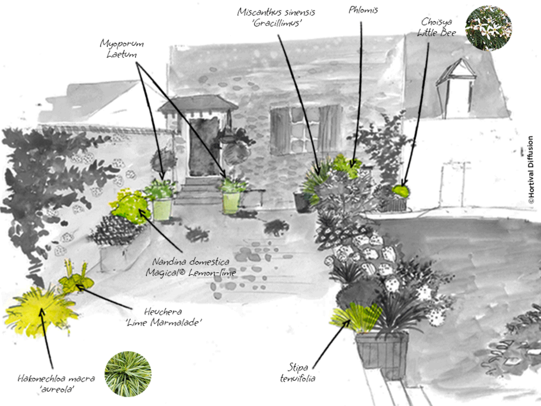 étape-2---plantes-décoratives.png