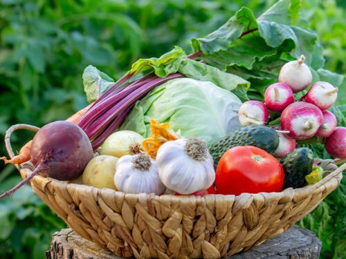 Les légumes peu gourmands en eau pour un potager résistant à la sécheresse