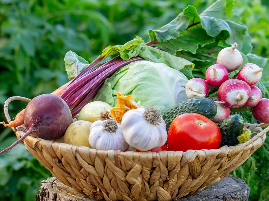 Les légumes peu gourmands en eau pour un potager résistant à la sécheresse