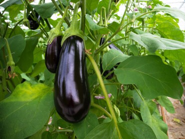 aubergine.jpg