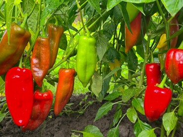 piment.jpg