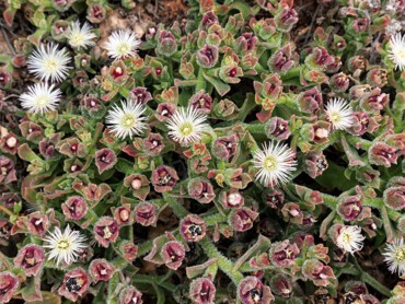 Mesembryanthemum-crystallinum.jpg