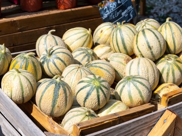 melon-charentais.jpg