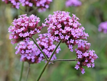 Verveine-de-Buenos-Aires.jpg