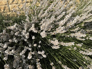 lavande-'Edelweiss'.jpg