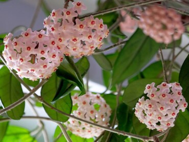 fleur-porcelaine.jpg