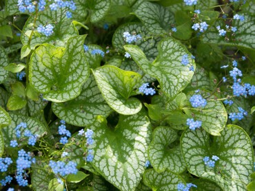 brunnera.jpg