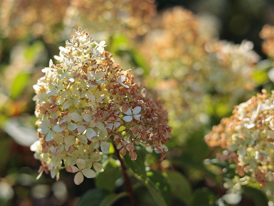 5 gestes pour aider mes plantes à récupérer après la canicule