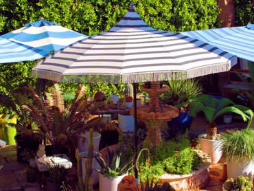 plantes-sous-parasol.jpg